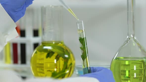 Laboratory Researcher Experimenting With Oils and Plant Extracts, Cosmetology