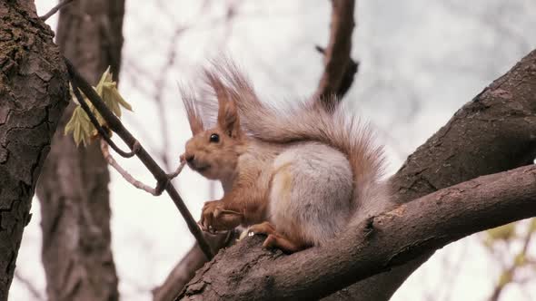 Red Squirrel sitting on branch and eating a nut on a tree in forest