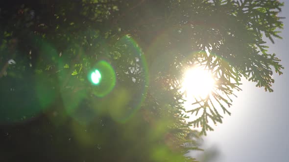 Sun Ray In The Leaves Of The Trees 7