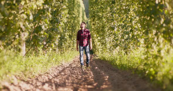 A Man Walks Between Rows of Tall Plants in a Hop Field Checking Cones A Farmer Wearing Denim