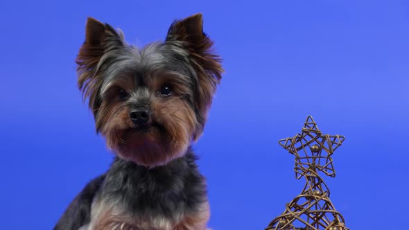 Portrait of a Yorkshire Terrier Next to a Wire Christmas Tree in the Studio on a Blue Gradient
