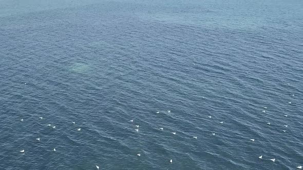 Flying over the massive blue ocean off shore in Seaton England. Herring gull birds can be seen float