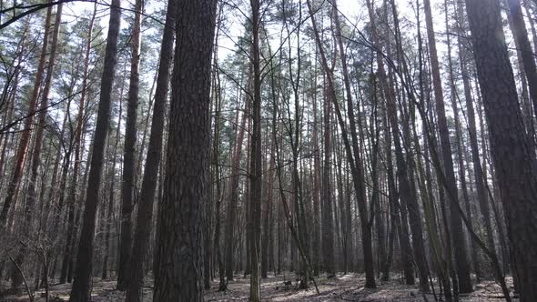 Trees in a Pine Forest During the Day Aerial View