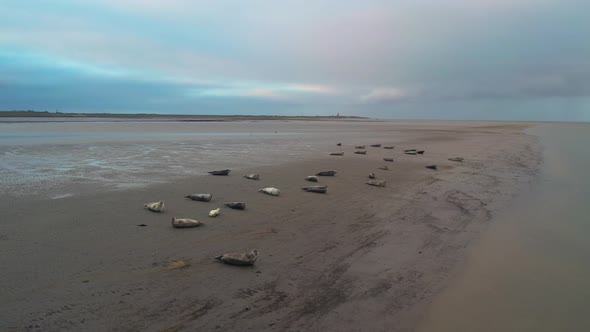 Seals on Texel Wadden Sea Island Mudflats, Slufter Vallei, Netherlands