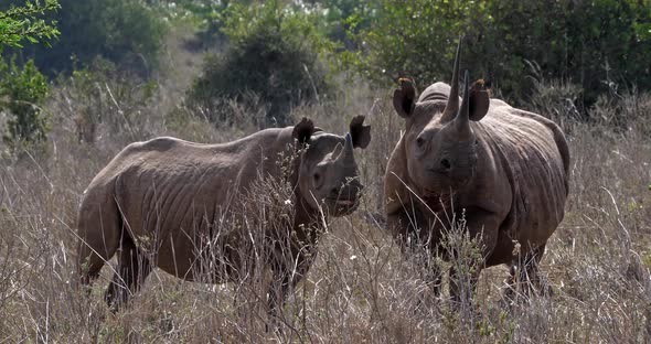Black Rhinoceros, diceros bicornis, Female with Calf, Masai Mara Park in Kenya, Real Time 4K