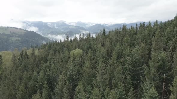 Ukraine, Carpathian Mountains: Beautiful Mountain Forest Landscape. Aerial, Flat, Gray