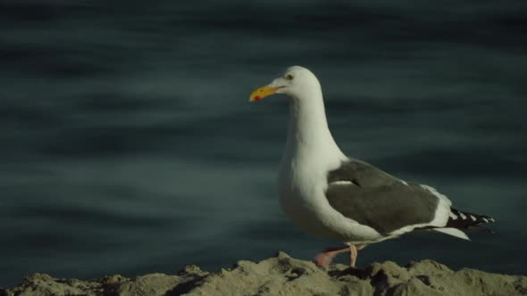 A Lone White Gull Walks on the Sand Against the Background of the Waves