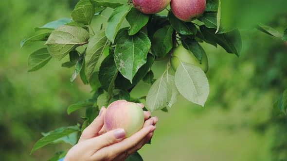 Female Hand is Picking an Apple From Apple Tree