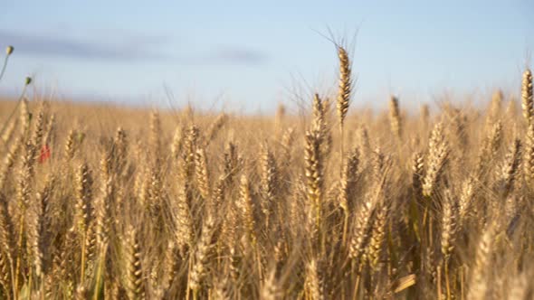 Closeup view on spikelets in a field of wheat in Ukraine