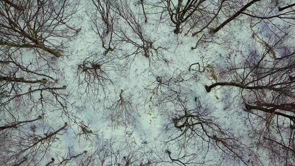 Aerial view of bare winter forest.