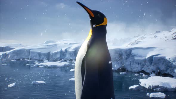 Emperor Penguin