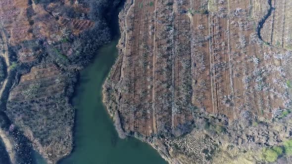 Shocking Aerial Photography Fushan Thousand Acres Of Cherry Field Video