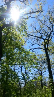 Vertical Video of the Forest in the Spring