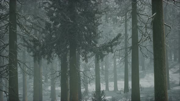 Winter Snowcovered Forest on a Cloudy Day