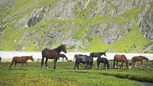 Wild Horses Feed on Green Grass at a Tian Shan Mountain