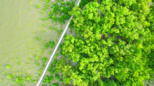 Aerial view over beautiful mangrove jungle