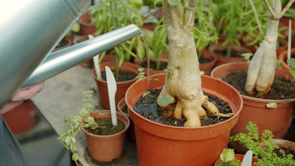 Closeup Slow Motion of Watering Can and Beautiful Pot Plant in Greenhouse