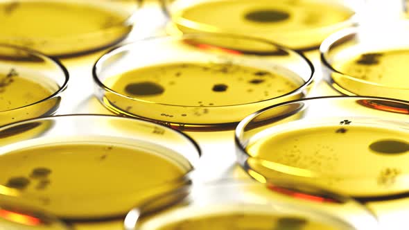 Petri dishes with yellow agar containing circular colonies of fungi or bacteria.