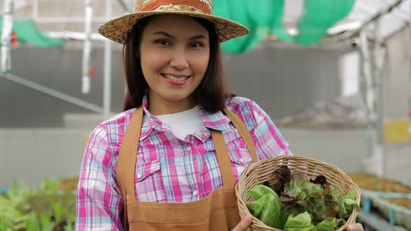 Asian female farmers grow organic lettuce in greenhouses.