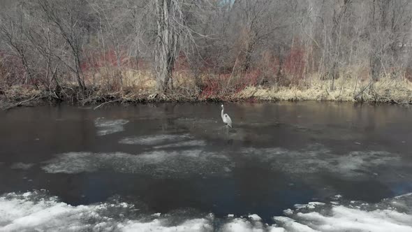Aerial Drone video from Lake Susan in Chanhassen Minnesota of a great blue heron standing on partial