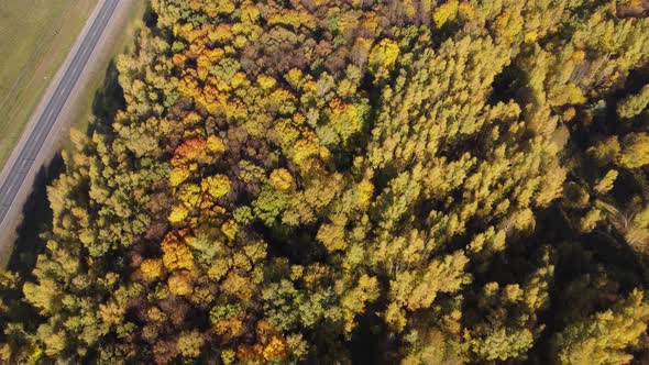 Golden Autumn Sunny Weather Forest Belt