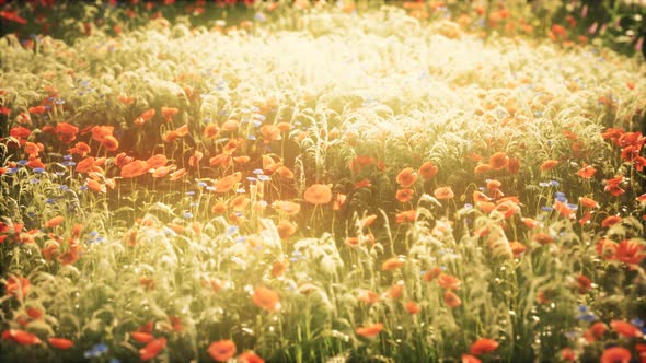 Wild Field Flowers at Summer Sunset