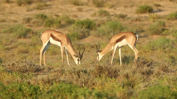 Two springbok spar with each other in the Greater Kalahari. This happens during the rut and in Summe