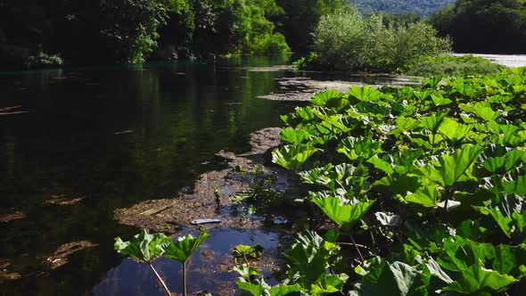 Drone flying low over dragonflies and pond covered with algae, moss and lotus plants, surrounded by