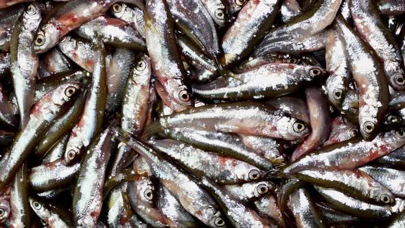 Many small little fish anchovy, tyulka, sprats, seafood background fresh raw food.