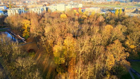 Autumn trees