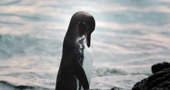 Closeup of little penguin in Galapagos Islands grooming