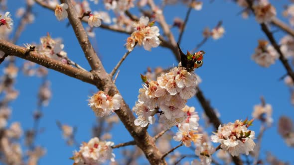 Beautiful Aglais Io Butterfly on a Flowering Apricot Tree