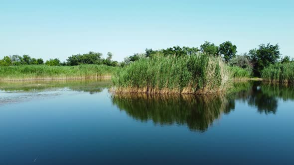 Plant Reflections In The Lake