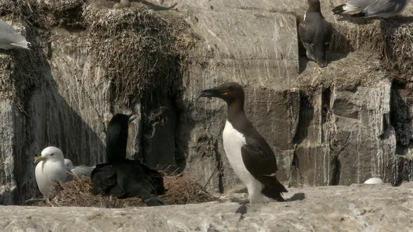 Common Guillemot or Common Murre (Uria aalge) with a caught fish in search of his nest in colony on