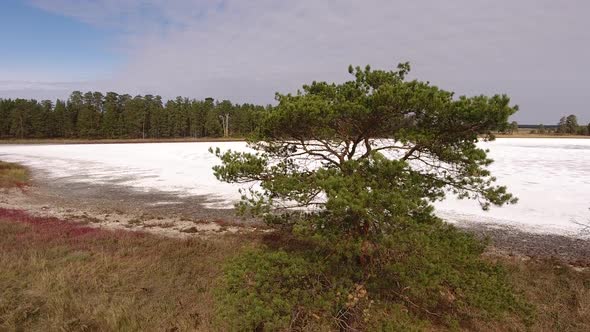 Dried Salt Lake Surrounded By Pine Forest.