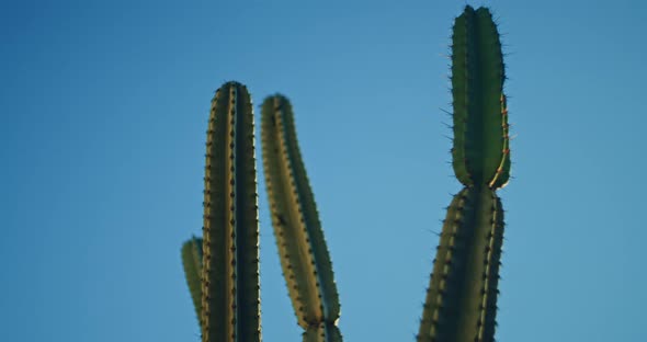 Big green cactus in front of a blue sky on a sunny day, close up, slow motion