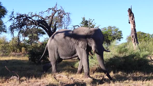 Massive African Bush Elephant in the harsh shadows of mid-afternoon