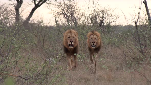 Two large male lions moving confidently through the African wilderness together.