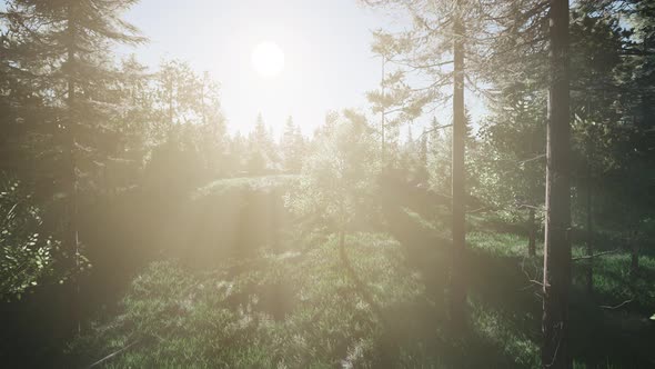 Healthy Green Trees in a Forest