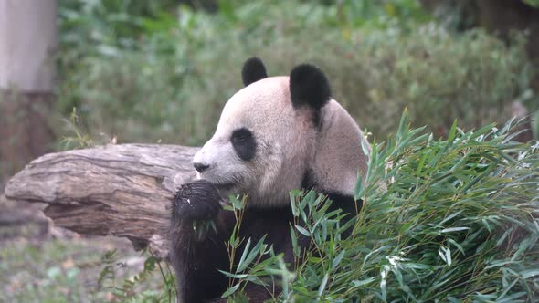 Famous giant panda living in the zoo wildlife sanctuary eating bamboo leaves.