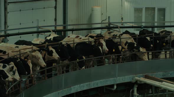 Process Milking Dairy Cows on Round Milking Machine