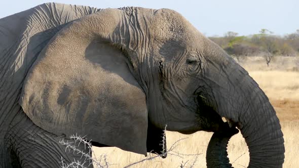 Close Up of a Huge Male Elephant Eating a Tree in Etosha Namibia