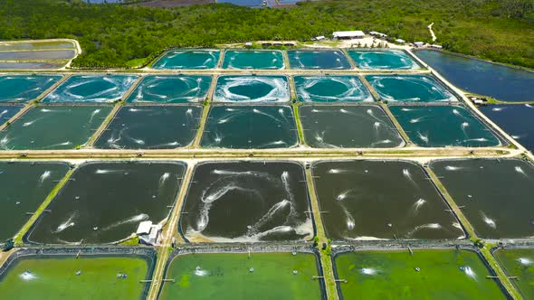 The Shrimp Farming in Philippines.