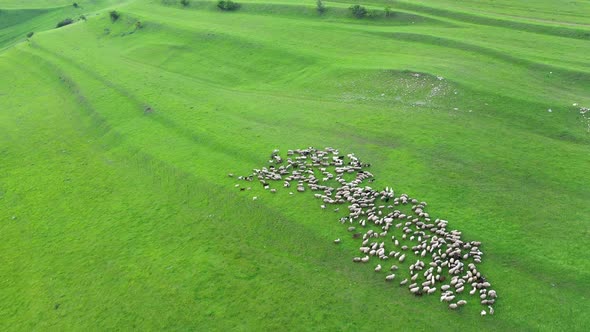 Flying Above Herd of Sheep Livestock Grazing in a Meadow