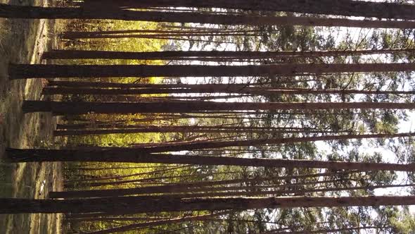 Vertical Video of a Forest Landscape on an Autumn Day in Ukraine