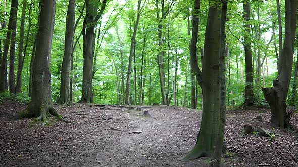 Shady Path Trail Through Lush Green Forest With Tall Trees - Medium Shot (Tilt-Up)