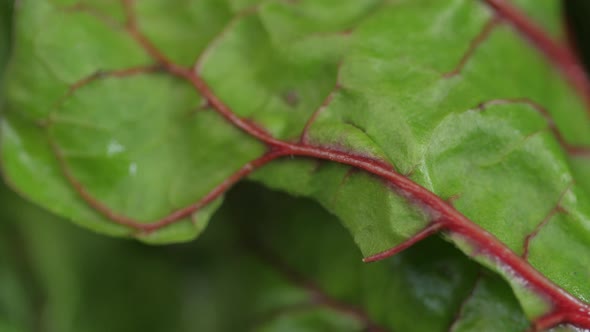 Green Swiss Chard Vegetable Spinning 01