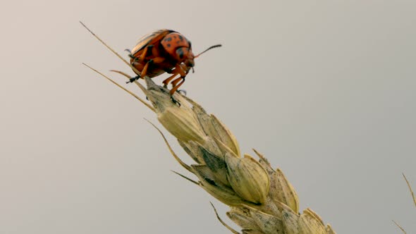 Leptinotarsa Decemlineata,Colorado Potato beetle harvesting wheat on ear,macro