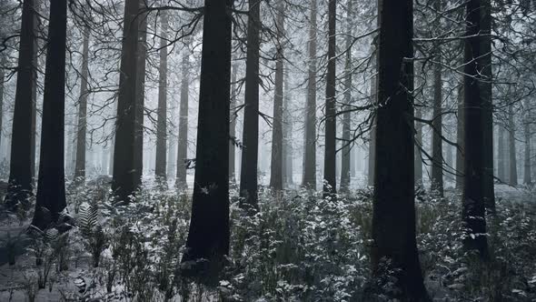 Mystical Silhouettes of Trees in Foggy Winter Forest