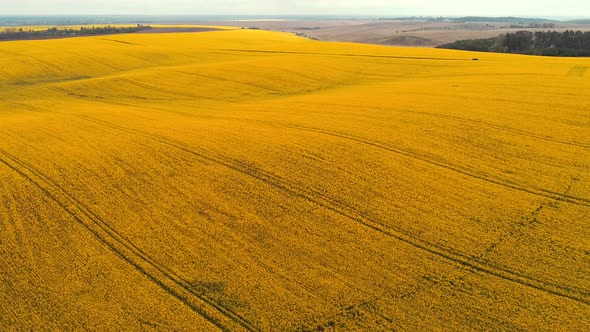 Rapeseed Fields at Sunny Day